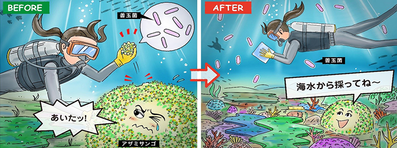 絶滅に瀕したサンゴを救うサンゴを壊さず海水から簡単に「病原菌からサンゴを守る」細菌の取得が可能に!