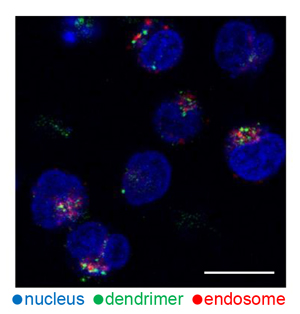 Dendrimers in T cells
